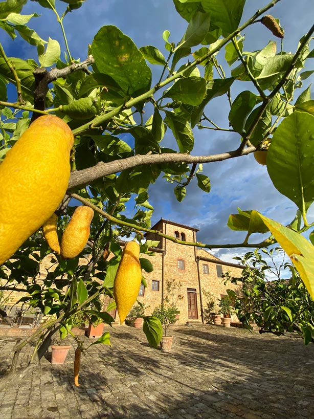 Steinernes Haus in der Toskana umgeben von Zitronenbäumen