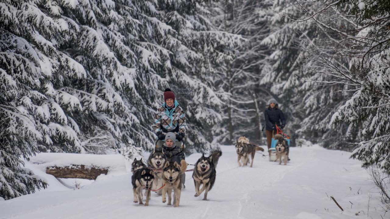 Insiderei Thüringer Wald Schlittenfahrt mit Hunden