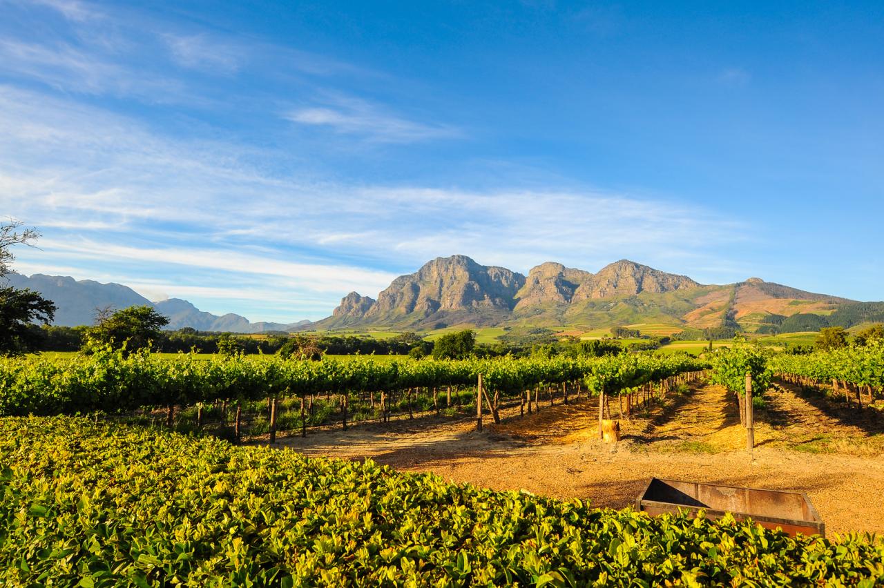 Weinreben in Stellenbosch in Südafrika