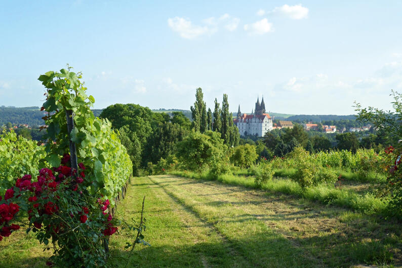 Die schönsten Wanderungen in Sachsen Sächsischer Weinwanderweg