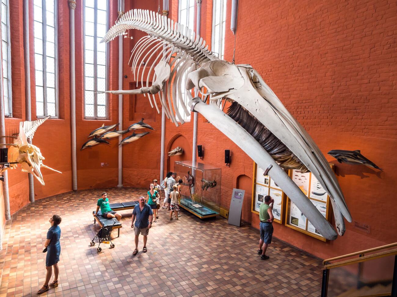 Tipps zu Museen in Stralsund: Meeresmuseum