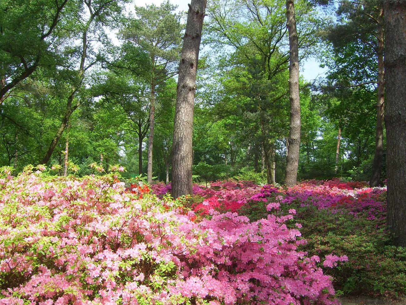 Der Rhododendronpark in Bremen