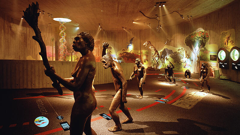 Einblick in das Krapina Neanderthal Museum.