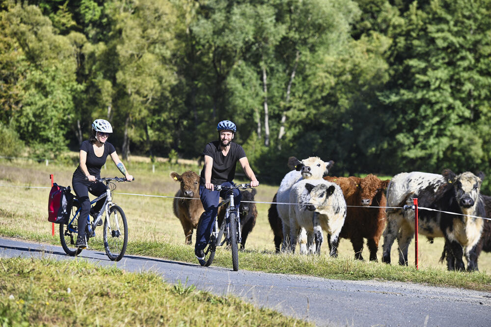 Zwei Radfahrer die auf einer Landstraße an Kühen vorbei fahren.