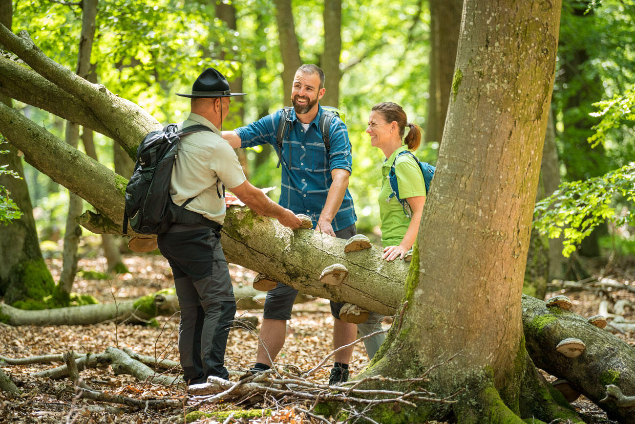 Drei Menschen, die im Wald an einem Baum stehen und sich unterhalten